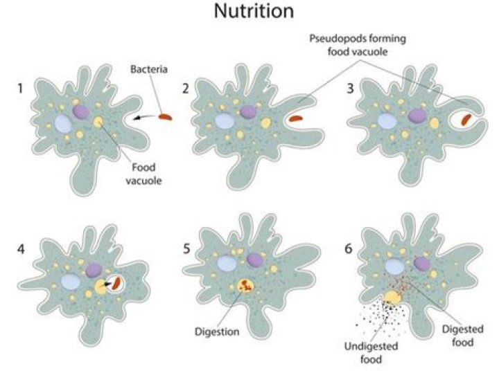 In amoeba undigested food is removed through?