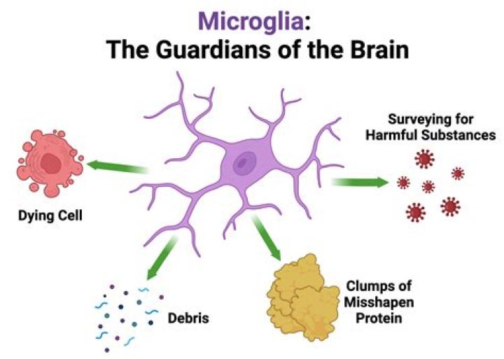 Which is the function of microglial cells?